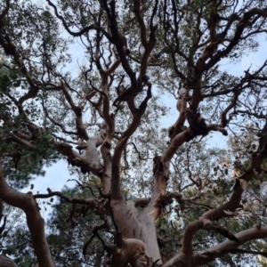 Eucalyptus polyanthemos at Isaacs Ridge and Nearby - 15 Jun 2024