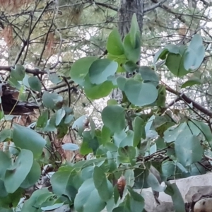 Eucalyptus polyanthemos at Isaacs Ridge and Nearby - 15 Jun 2024