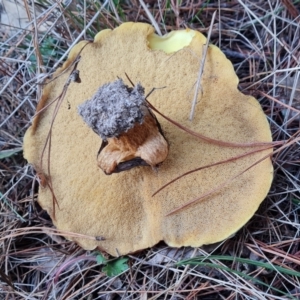 Suillus luteus at Isaacs Ridge and Nearby - 15 Jun 2024 04:12 PM