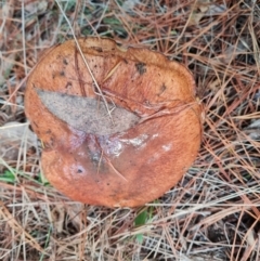 Suillus luteus at Isaacs Ridge and Nearby - 15 Jun 2024 04:12 PM