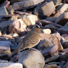 Geophaps plumifera (Spinifex Pigeon) at Lake Argyle, WA - 12 Jun 2017 by MB