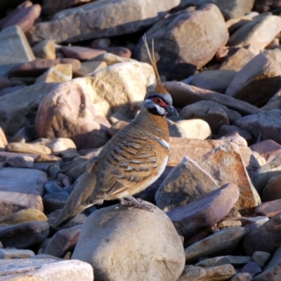 Geophaps plumifera (Spinifex Pigeon) at Lake Argyle, WA - 12 Jun 2017 by MB