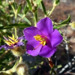 Osbeckia australiana (Osbeckia) at Lake Argyle, WA - 14 Jun 2017 by MB