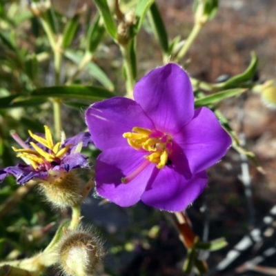 Osbeckia australiana (Osbeckia) at Lake Argyle, WA - 14 Jun 2017 by MB