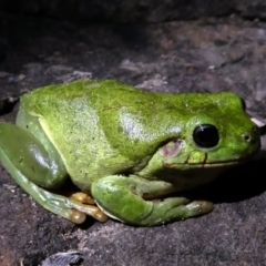 Unidentified Frog at Lake Argyle, WA - 13 Jun 2017 by MB