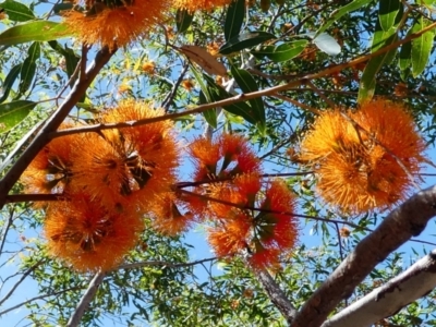 Eucalyptus phoenicea (Scarlet Gum, Fiery Gum) at Lake Argyle, WA - 13 Jun 2017 by MB