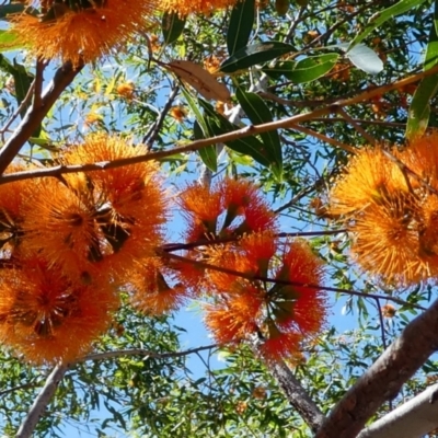 Eucalyptus phoenicea (Scarlet Gum, Fiery Gum) at Lake Argyle, WA - 13 Jun 2017 by MB