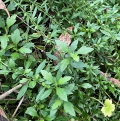 Erigeron karvinskianus at QPRC LGA - 15 Jun 2024