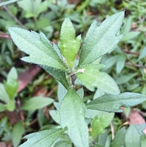 Erigeron karvinskianus at QPRC LGA - 15 Jun 2024