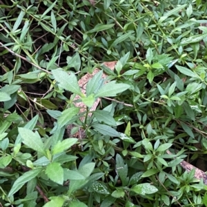 Erigeron karvinskianus at QPRC LGA - 15 Jun 2024