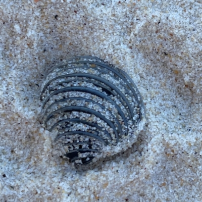 Placamen placidum at Burleigh Heads, QLD - 15 Jun 2024 by Hejor1