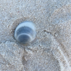 Glycymeris (Veletuceta) grayana at Burleigh Heads, QLD - 15 Jun 2024 by Hejor1