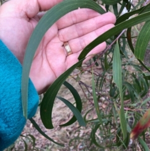 Acacia implexa at Oakey Hill - 13 Jun 2024 03:41 PM