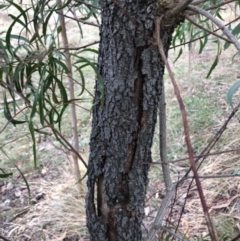 Acacia implexa at Oakey Hill - 13 Jun 2024 03:41 PM