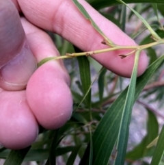 Acacia implexa at Oakey Hill - 13 Jun 2024