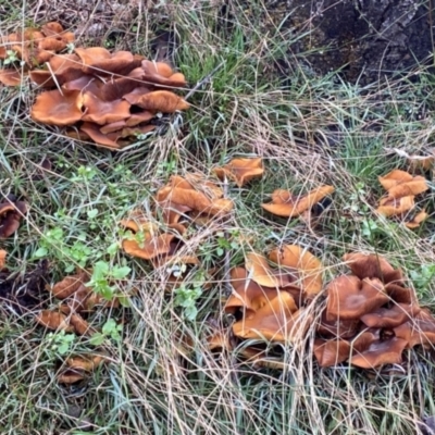 Armillaria sp. (A honey fungus) at Oallen, NSW - 9 Jun 2024 by clinde