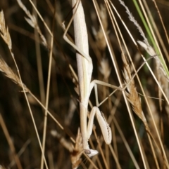 Tenodera australasiae (Purple-winged mantid) at WendyM's farm at Freshwater Ck. - 9 Feb 2023 by WendyEM