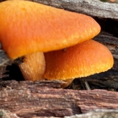 Gymnopilus sp. (Gymnopilus) at Oallen, NSW - 10 Jun 2024 by clinde