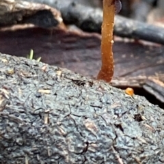 Unidentified Fungus at Oallen, NSW - 10 Jun 2024 by clinde