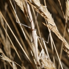 Tenodera australasiae (Purple-winged mantid) at WendyM's farm at Freshwater Ck. - 9 Feb 2023 by WendyEM