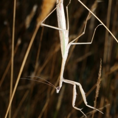 Tenodera australasiae (Purple-winged mantid) at WendyM's farm at Freshwater Ck. - 9 Feb 2023 by WendyEM