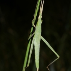 Acrida conica (Giant green slantface) at WendyM's farm at Freshwater Ck. - 9 Feb 2023 by WendyEM