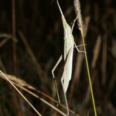 Acrida conica (Giant green slantface) at WendyM's farm at Freshwater Ck. - 9 Feb 2023 by WendyEM