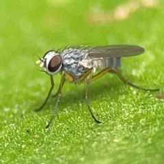 Muscidae (family) at Coolangatta, QLD - 15 Jun 2024 by Hejor1