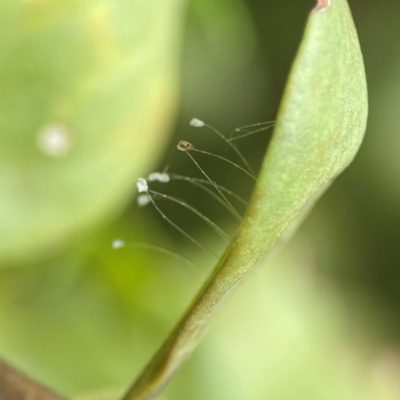 Neuroptera (order) at Coolangatta, QLD - 15 Jun 2024 by Hejor1