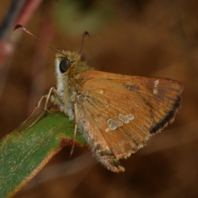 Dispar compacta (Barred Skipper) at WendyM's farm at Freshwater Ck. - 22 Feb 2023 by WendyEM