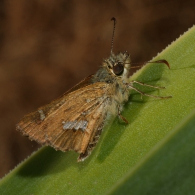 Dispar compacta (Barred Skipper) at WendyM's farm at Freshwater Ck. - 22 Feb 2023 by WendyEM