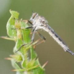 Asilidae (family) at WendyM's farm at Freshwater Ck. - 22 Feb 2023 by WendyEM