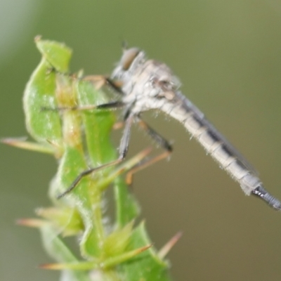 Asilidae (family) at WendyM's farm at Freshwater Ck. - 22 Feb 2023 by WendyEM