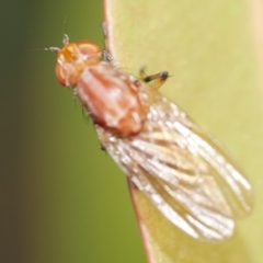 Lauxaniidae (family) (Unidentified lauxaniid fly) at WendyM's farm at Freshwater Ck. - 22 Feb 2023 by WendyEM