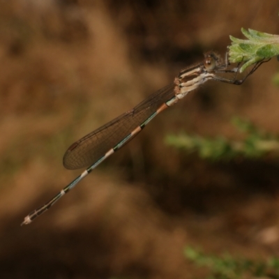 Austrolestes leda (Wandering Ringtail) at WendyM's farm at Freshwater Ck. - 22 Feb 2023 by WendyEM