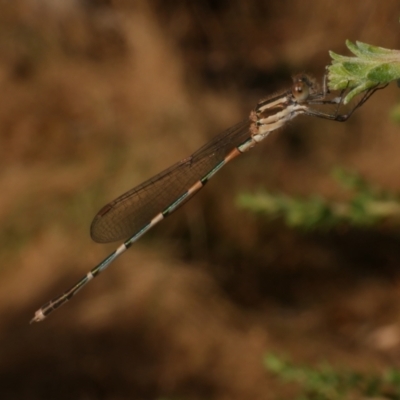 Austrolestes leda at WendyM's farm at Freshwater Ck. - 22 Feb 2023 by WendyEM