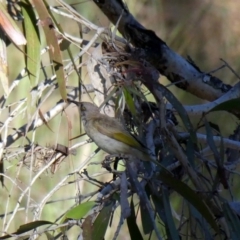 Lichmera indistincta (Brown Honeyeater) at Drysdale River National Park - 18 Jun 2017 by MB