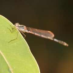 Austrolestes leda at WendyM's farm at Freshwater Ck. - 22 Feb 2023 by WendyEM