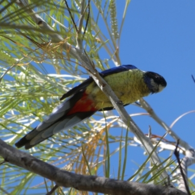 Platycercus venustus (Northern Rosella) at Drysdale River National Park - 19 Jun 2017 by MB