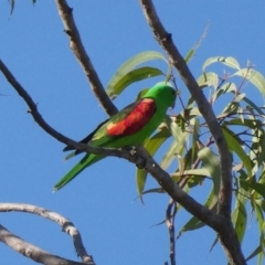 Aprosmictus erythropterus (Red-winged Parrot) at Drysdale River National Park - 19 Jun 2017 by MB