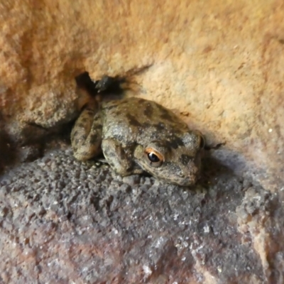 Unidentified Frog at Drysdale River National Park - 21 Jun 2017 by MB