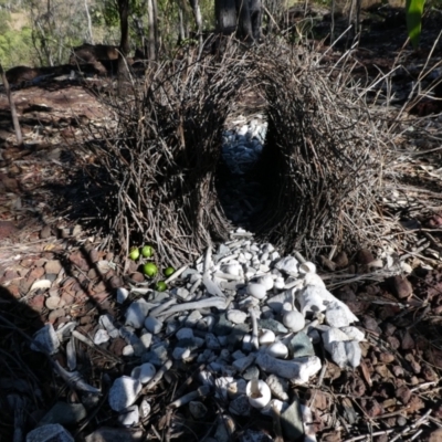 Chlamydera nuchalis (Great Bowerbird) at Drysdale River National Park - 21 Jun 2017 by MB