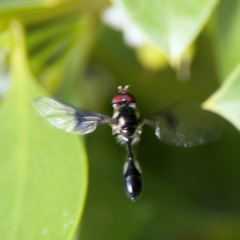 Allobaccha (genus) at Coolangatta, QLD - 15 Jun 2024 by Hejor1