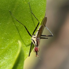 Telostylinus lineolatus at Coolangatta, QLD - 15 Jun 2024 by Hejor1