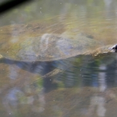 Unidentified Turtle at Drysdale River National Park - 24 Jun 2017 by MB