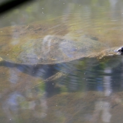 Unidentified Turtle at Drysdale River National Park - 24 Jun 2017 by MB