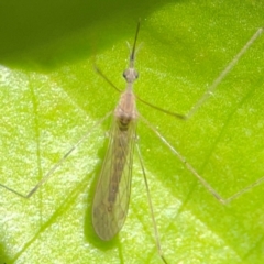 Limoniidae (family) (Unknown Limoniid Crane Fly) at Coolangatta, QLD - 15 Jun 2024 by Hejor1