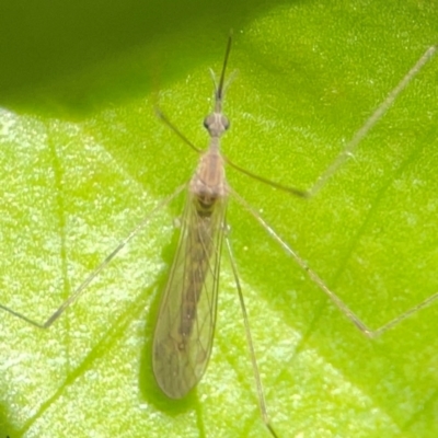 Limoniidae (family) (Unknown Limoniid Crane Fly) at Coolangatta, QLD - 15 Jun 2024 by Hejor1