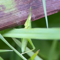 Acrididae sp. (family) (Unidentified Grasshopper) at Coolangatta, QLD - 15 Jun 2024 by Hejor1