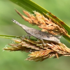 Acrididae sp. (family) (Unidentified Grasshopper) at Coolangatta, QLD - 15 Jun 2024 by Hejor1